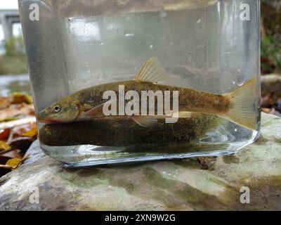 Longnose Dace (Rhinichthys cataractae) Actinopterygii Stock Photo