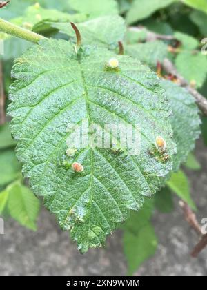 Rice Root Aphid (Tetraneura akinire) Insecta Stock Photo - Alamy