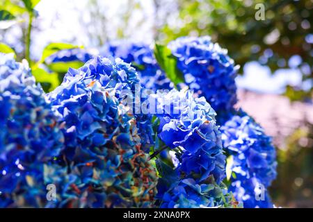 Close-Up of Lush Blue Hydrangea Stock Photo