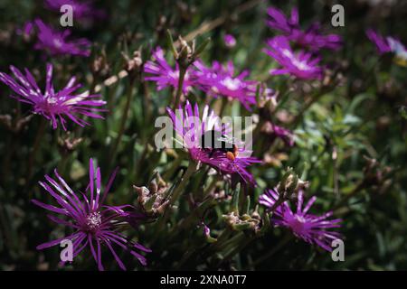 Bee Pollinating Purple Daisies Stock Photo