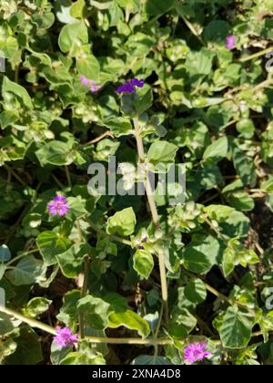 Trailing Windmills (Allionia incarnata) Plantae Stock Photo