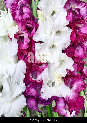 Close-up of vibrant pink, white, and purple gladiolus flowers adorned with dew drops. Perfect for nature, floral, and garden-themed designs Stock Photo