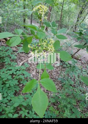 common hoptree (Ptelea trifoliata) Plantae Stock Photo - Alamy