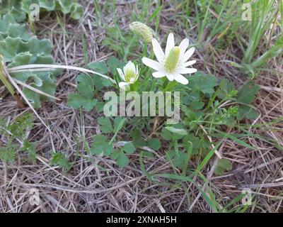 Tenpetal Anemone (Anemone berlandieri) Plantae Stock Photo