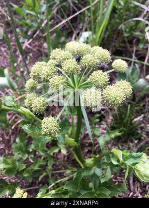 Gray's angelica (Angelica grayi) Plantae Stock Photo - Alamy
