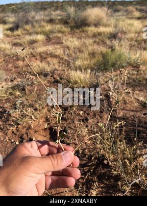 Trailing Windmills (Allionia incarnata) Plantae Stock Photo