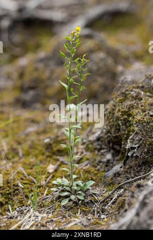 Drabas Draba Plantae Stock Photo Alamy drabas-draba-plantae-stock-photo-alamy