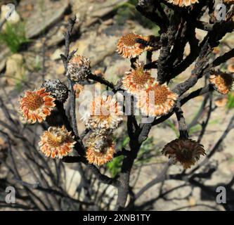 Cone Stompie (Brunia noduliflora) Plantae Stock Photo