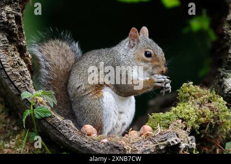 GREY SQUIRREL eating hazel nuts, UK. Stock Photo