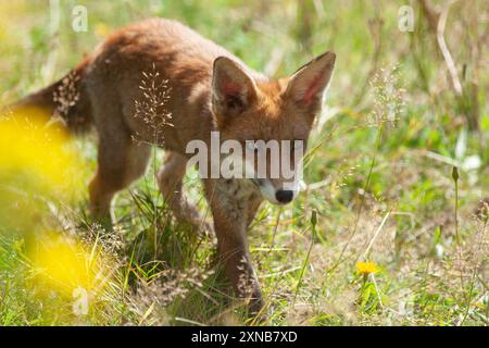 UK weather, London, 31 July 2024: On a sunny day with temperatures forecast to reach 28 C, a female fox cub explores a garden in Clapham. The grass has been unmown for three months, making it a fertile hunting ground for the insects which form part of fox diets. She and her siblings were born in the garden in late March. Three of the litter of five have survived. Credit: Anna Watson/Alamy Live News Stock Photo