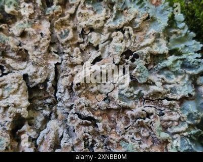 Reticulate Shield (Crespoa crozalsiana) Fungi Stock Photo - Alamy