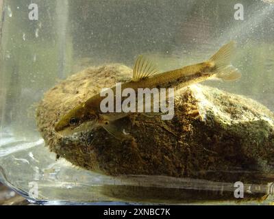 Longnose Dace (Rhinichthys cataractae) Actinopterygii Stock Photo