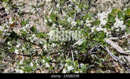 Buckbrush (Ceanothus cuneatus) Plantae Stock Photo