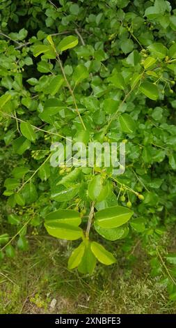 Chinese privet (Ligustrum sinense), Plantae, Greenhithe, North Auckland ...