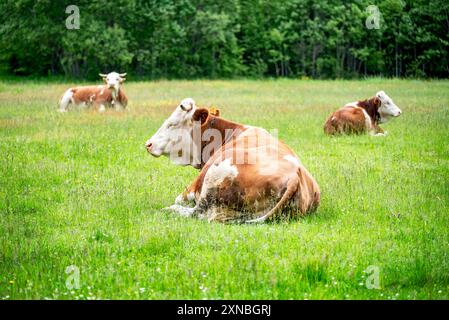 Three beautiful Simmental cows resting in the field Stock Photo
