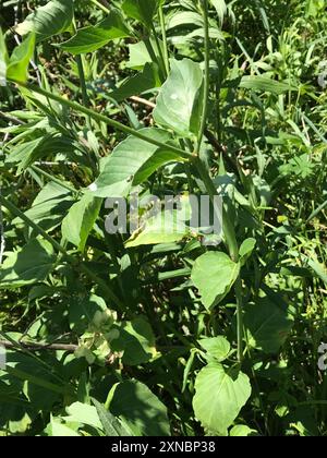 Wild Four o'Clock (Mirabilis nyctaginea) Plantae Stock Photo - Alamy