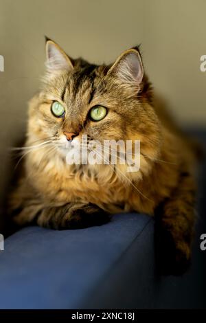 Fluffy domestic cat with green eyes on a blue sofa Stock Photo