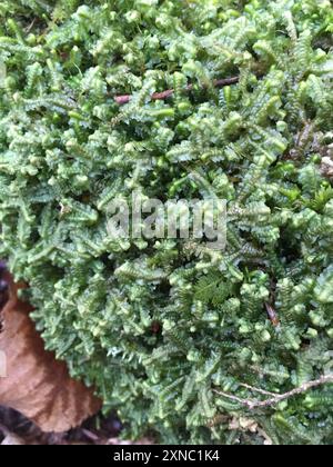 greater whipwort (Bazzania trilobata) Plantae Stock Photo