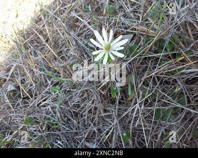 Tenpetal Anemone (Anemone berlandieri) Plantae Stock Photo