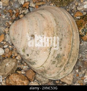 Atlantic Rangia (Rangia cuneata) Mollusca Stock Photo - Alamy