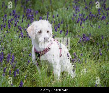 Maltese dog posing in a purple lavender field. White Maltese dog is posing in a field of purple lavender flowers. Stock Photo