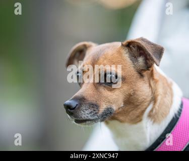 Portrait of a Jack Russell Terrier, close-up on the side. Frontal portrait of dog Jack Russell Terrier breed. Stock Photo