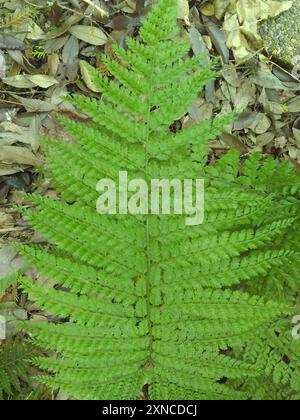 Upside-down Fern (Arachniodes standishii) Plantae Stock Photo