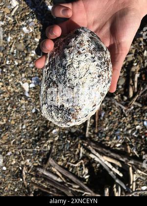 Blackfoot Paua (Haliotis iris) Mollusca Stock Photo