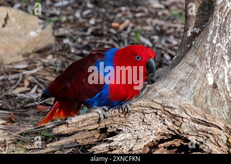 A red female Eclectus Parrot (Eclectus roratus) in its enclosure at the East Coast Natureworld, a Tasmania's natural wildlife and Ecology park in Bich Stock Photo