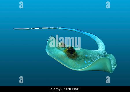 Bluespotted stingray in motion, isolated against a blue gradient background. I took the underwater photograph during a dive in Raja Ampat in Indonesia Stock Photo