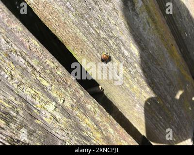 Pittosporum shield bug (Monteithiella humeralis) Insecta Stock Photo ...