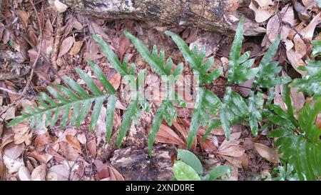 Semi-pinnated Brake (Pteris semipinnata) Plantae Stock Photo