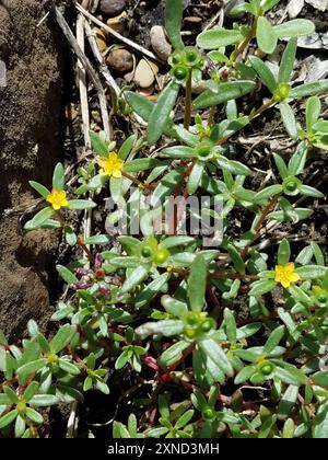 wingpod purslane (Portulaca umbraticola) Plantae Stock Photo