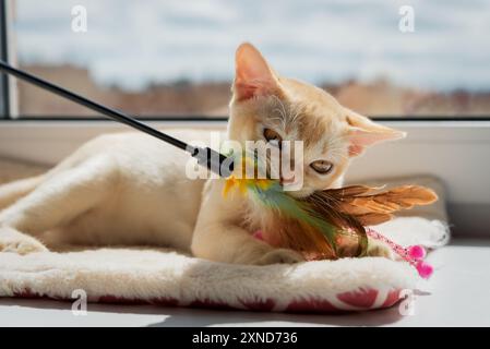 Kitten playing with feather stick - small red burmese kitten chewing cat toy looking at camera close up Stock Photo