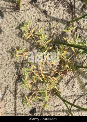 seaside sandmat (Euphorbia polygonifolia) Plantae Stock Photo