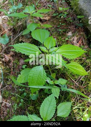 clearweed (Pilea) Plantae Stock Photo