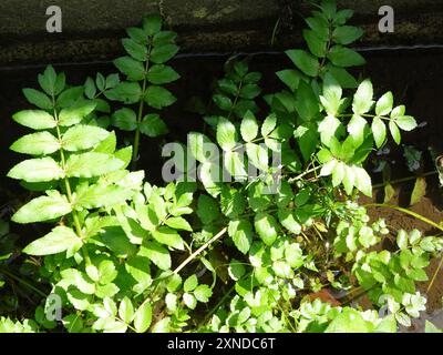 fool's watercress (Apium nodiflorum) Plantae Stock Photo