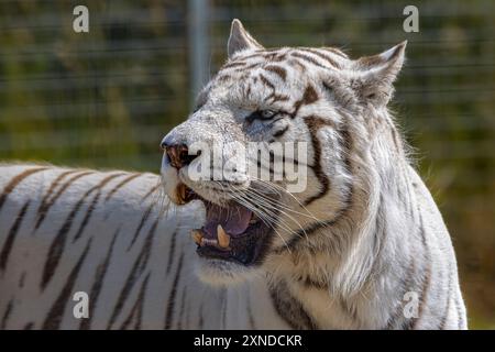 White Bengal Tiger Stock Photo