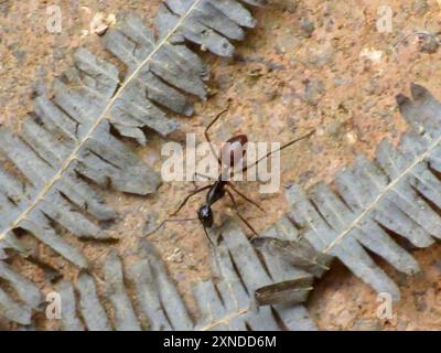 Giant Forest Ant (Dinomyrmex gigas) Insecta Stock Photo