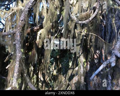 Horsehair Lichens (Bryoria) Fungi Stock Photo