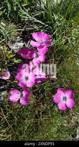 Peacock-eye Pink (Dianthus pavonius) Plantae Stock Photo