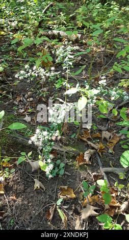 bushy, eastern, heart-leaved, and old field asters (Symphyotrichum) Plantae Stock Photo