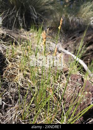 Sun Sedge (Carex inops heliophila) Plantae Stock Photo - Alamy