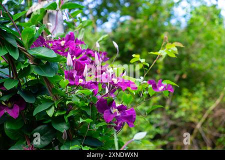 Purple clematis climbing plant The President in bloom in summer garden growing in Carmarthenshire Wales UK Great Britain 2024 KATHY DEWITT Stock Photo