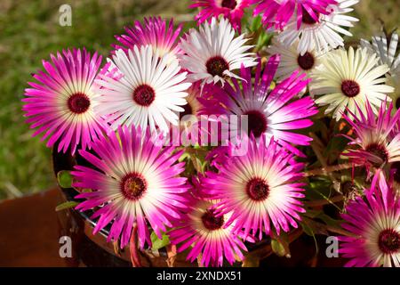 Pink and white mesembryanthemums Livingston Daisies South African flowers in bloom in summer garden growing in pot July 2024 Wales UK KATHY DEWITT Stock Photo