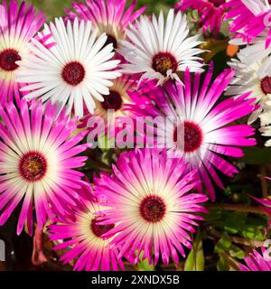 Pink and white mesembryanthemums Livingston Daisies South African flowers in bloom in summer garden growing in pot July 2024 Wales UK KATHY DEWITT Stock Photo