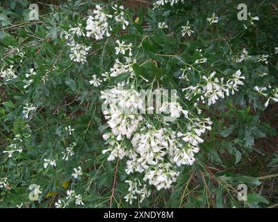 groundsel tree (Baccharis halimifolia) Plantae Stock Photo