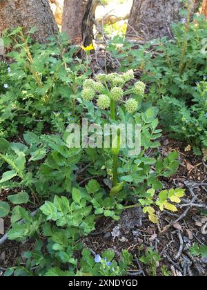 Gray's angelica (Angelica grayi) Plantae Stock Photo - Alamy