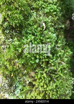 greater whipwort (Bazzania trilobata) Plantae Stock Photo