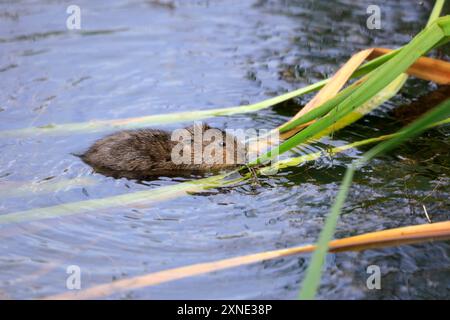 Water Vole Arvicola amphibius, Cosmeston Lakes and Country Park, Penarth, Vale of Glamorgan, South Wales, UK. Stock Photo